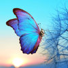 {
																																					A blue butterfly on a flower
																																			