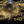 {
																															A photograph of a headstone inscription in gold lettering
																													