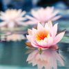 {
																																					Photograph of a pink lotus flower floating on a pond
																																			