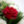 {
																															A white and red rose bouquet
																													